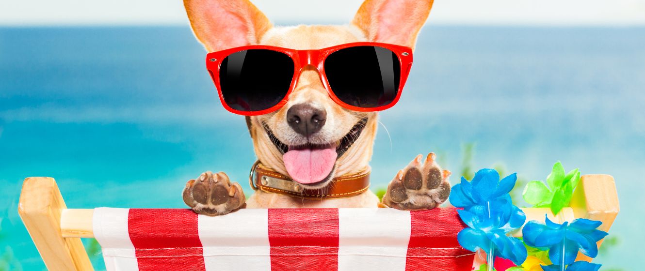 A dog wearing sunglasses on a beachchair